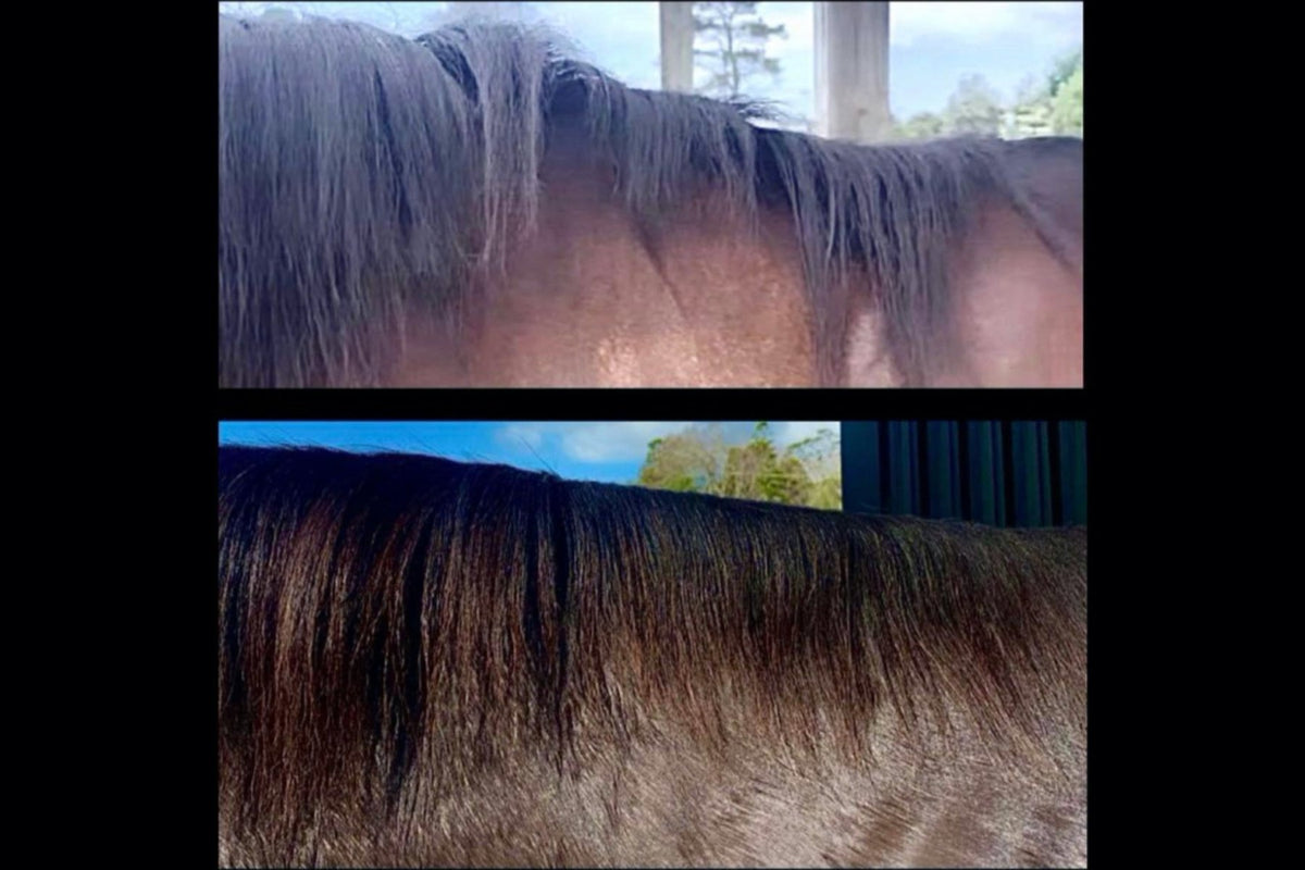 Eco Horse Growth Serum - 2