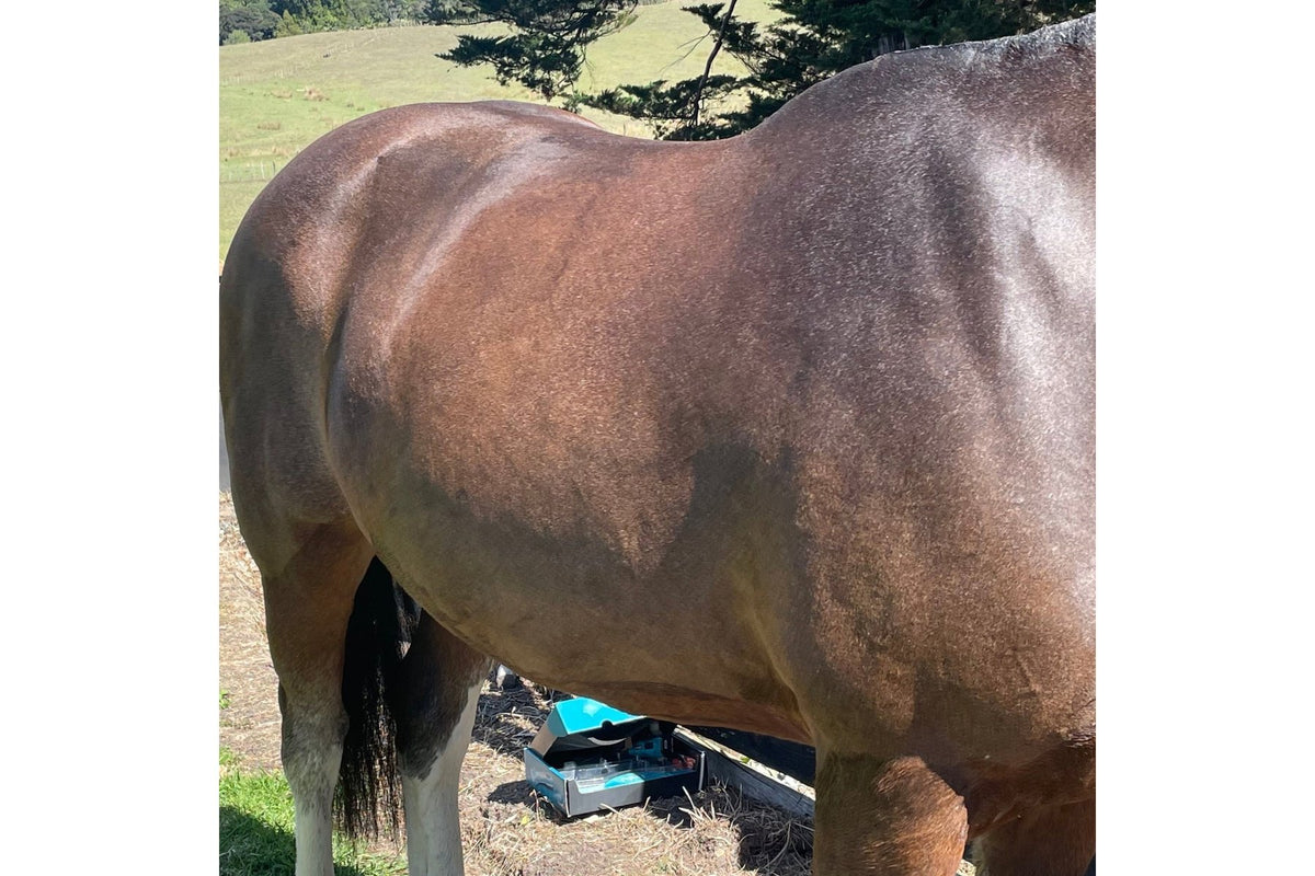 Eco Horse Hot Oil Wash - 4
