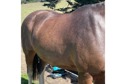 Eco Horse Hot Oil Wash - 4