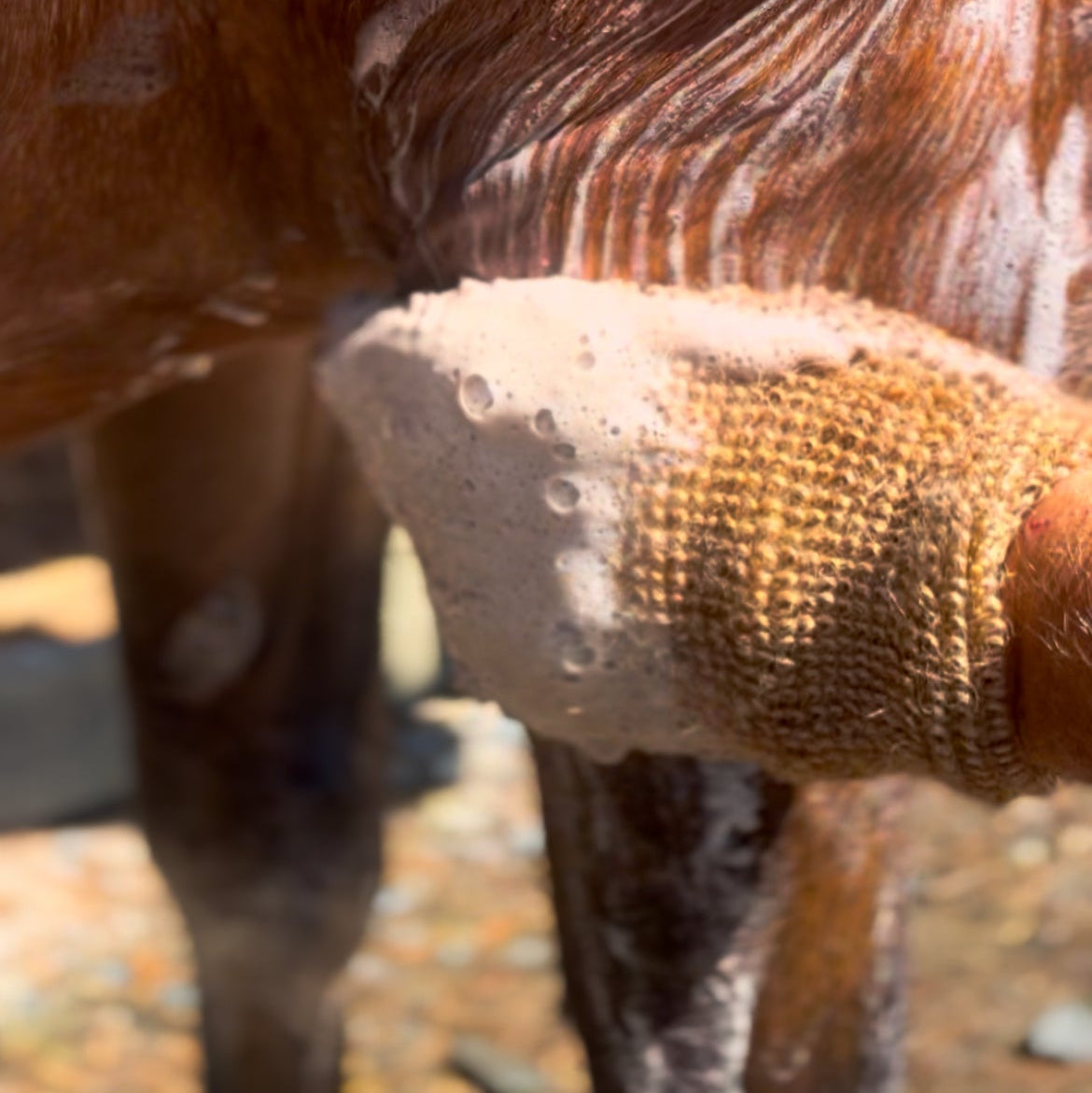 Eco Horse Mighty Mitt - Leg