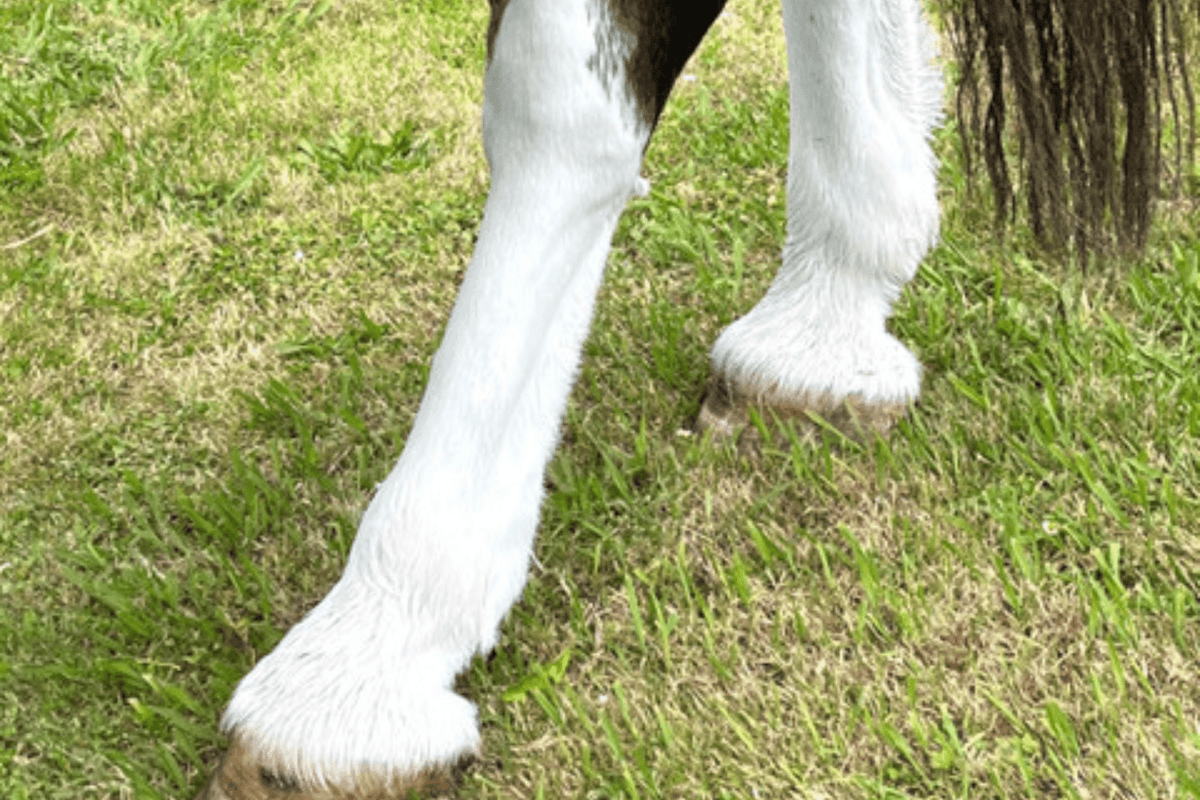Eco Horse Purple Blue Shampoo - 5