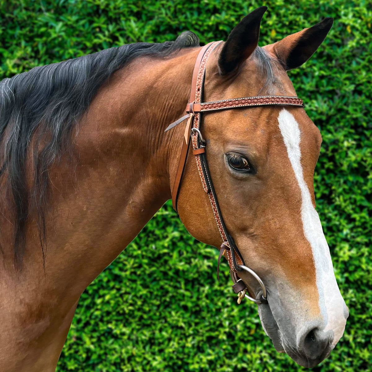 Ezy Ride Bridle Brow with Stamping - 12