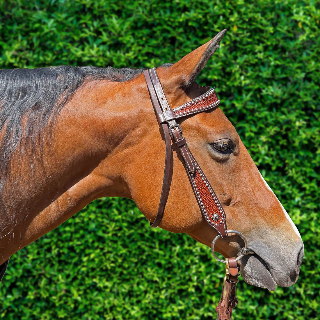 Ezy Ride Bridle Shaped Brow with Dots and Stamping