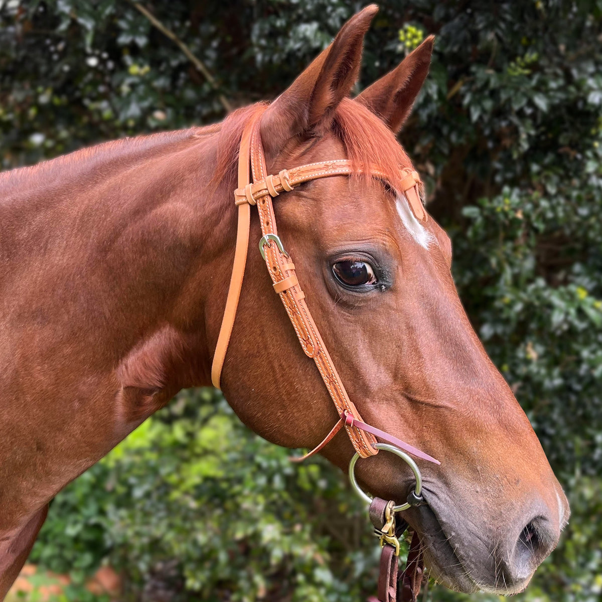 Ezy Ride Bridle with Futurity Knot and Barbwire Stamping - 5