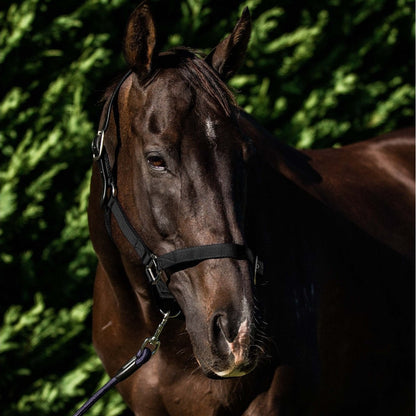 Flair Break Away Halter - Black