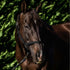 Flair Break Away Halter - Black