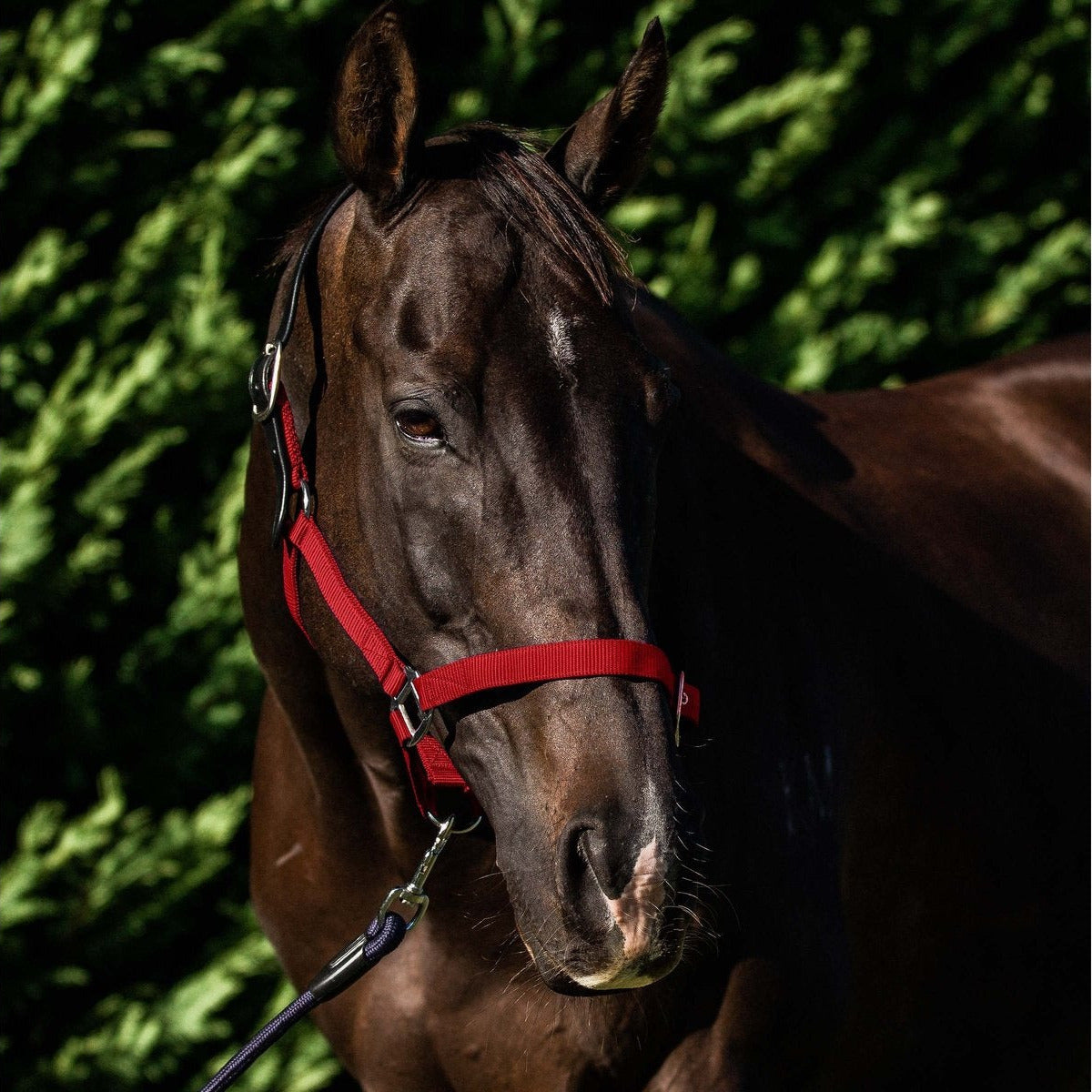 Flair Break Away Halter - Red
