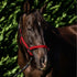 Flair Break Away Halter - Red