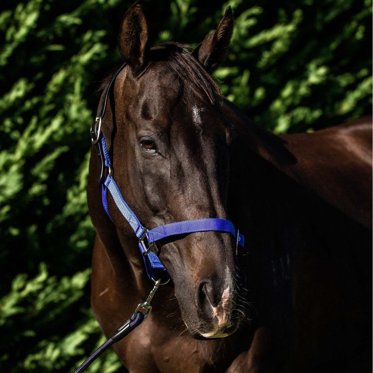 Flair Break Away Halter - Royal Blue
