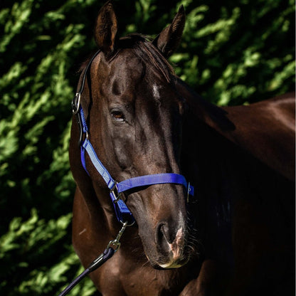 Flair Break Away Halter - Royal Blue