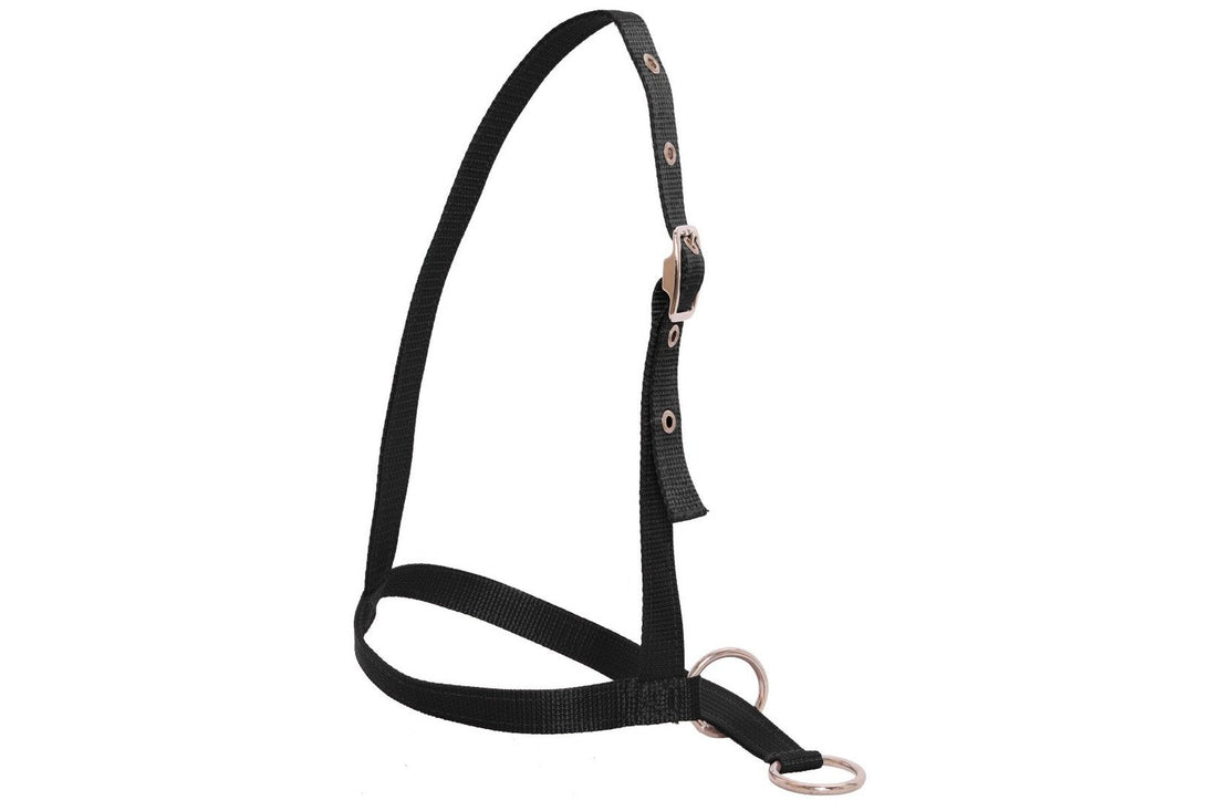 Flair Leading Calf Halter - Black