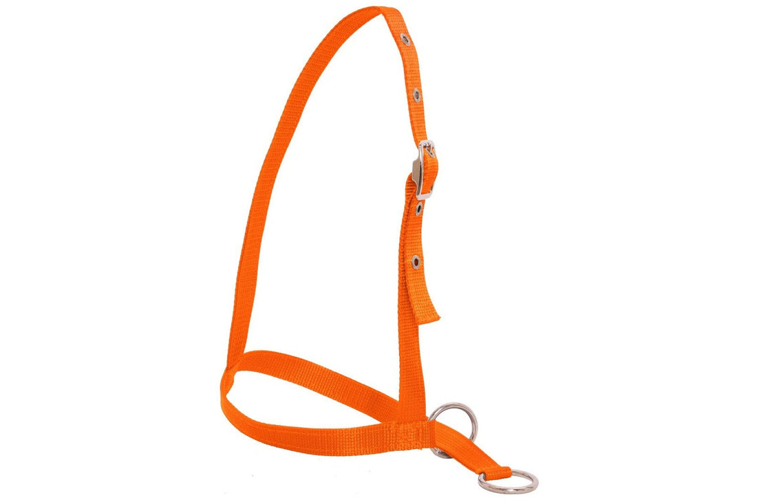 Flair Leading Calf Halter - Orange