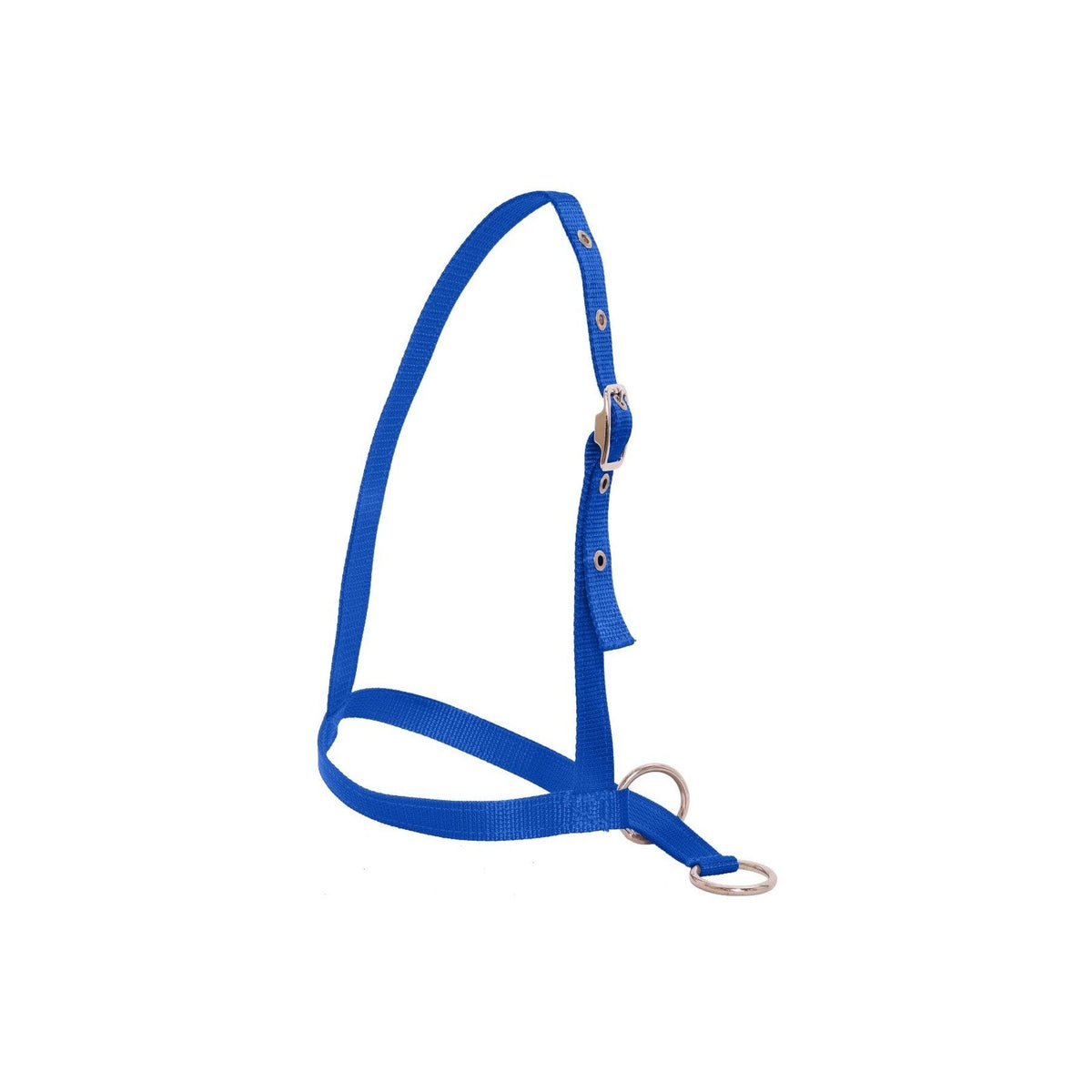 Flair Leading Calf Halter - Royal Blue