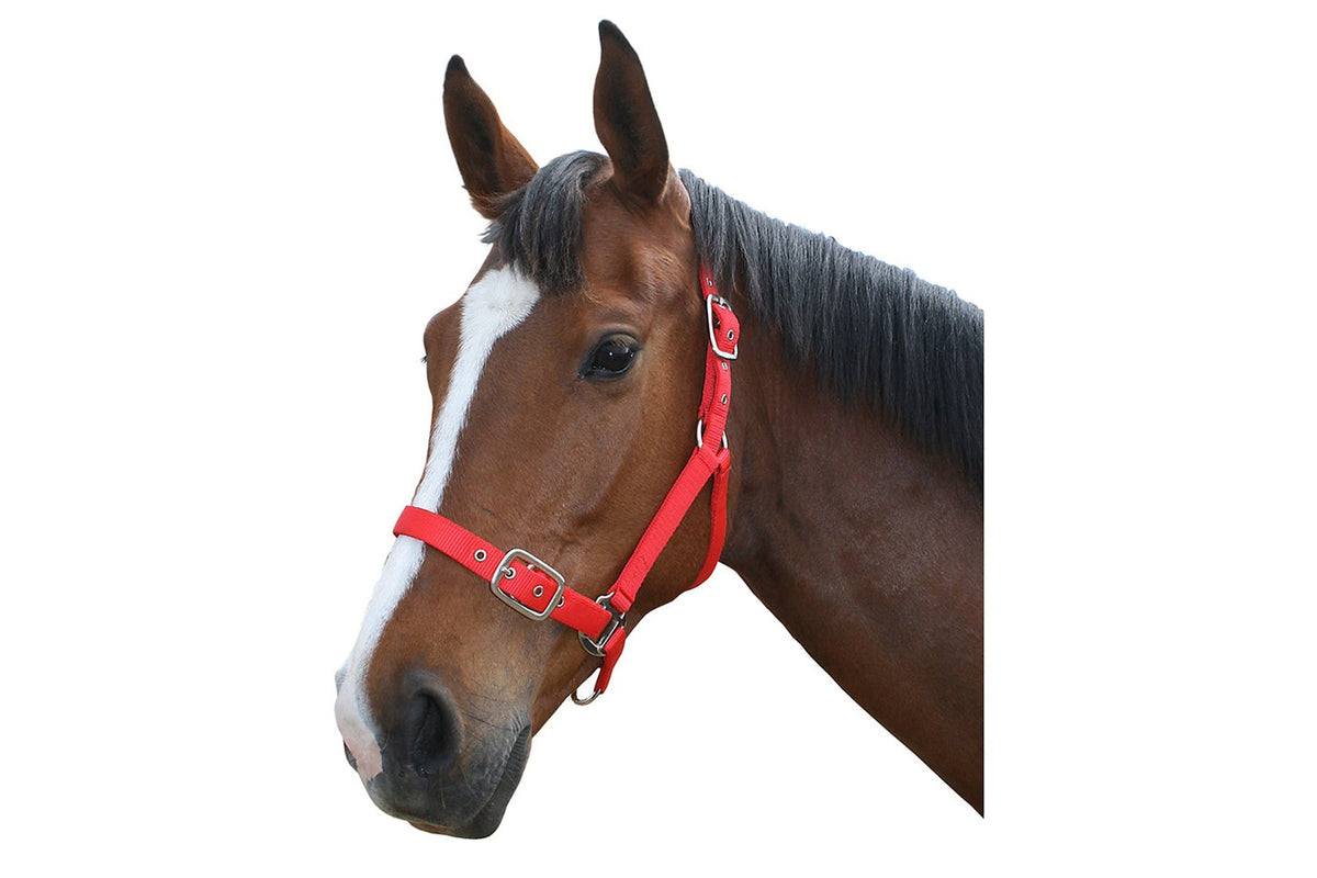 Flair Nylon Halter - Red