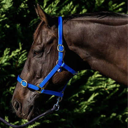 Flair PVC Harness Web Halter - Royal Blue