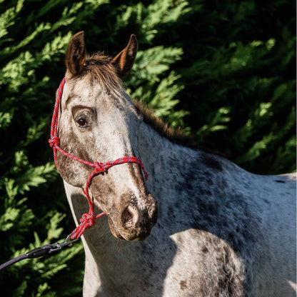 Flair Rope Multi Fleck Halter - Red