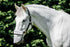 Flair Sola Shade Nose Guard