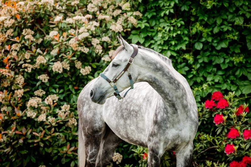 Horseware Ireland Signature Braided Headcollar - Blue Haze