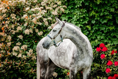 Horseware Ireland Signature Braided Headcollar - Blue Haze