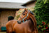 Horseware Ireland Signature Competition Headcollar - Blue Haze