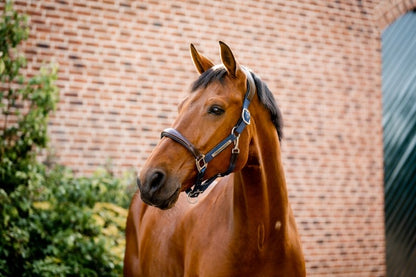Horseware Ireland Signature Competition Headcollar - Navy