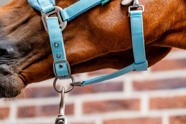 Horseware Ireland Signature Grooming Headcollar - 2