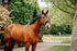 Horseware Ireland Signature Grooming Headcollar - 3