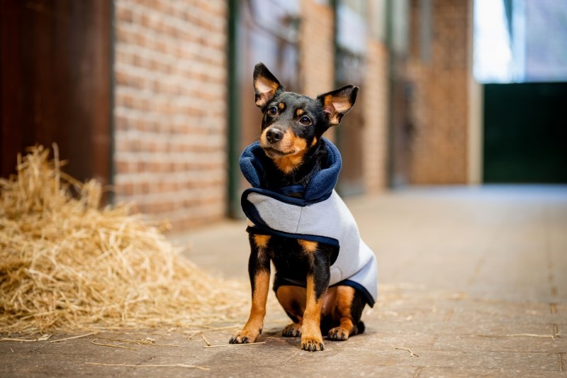 Horseware Signature Dog Fleece - 4