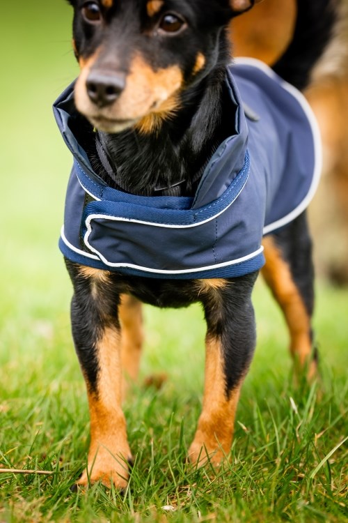 Horseware Signature Dog Rain Coat - 2