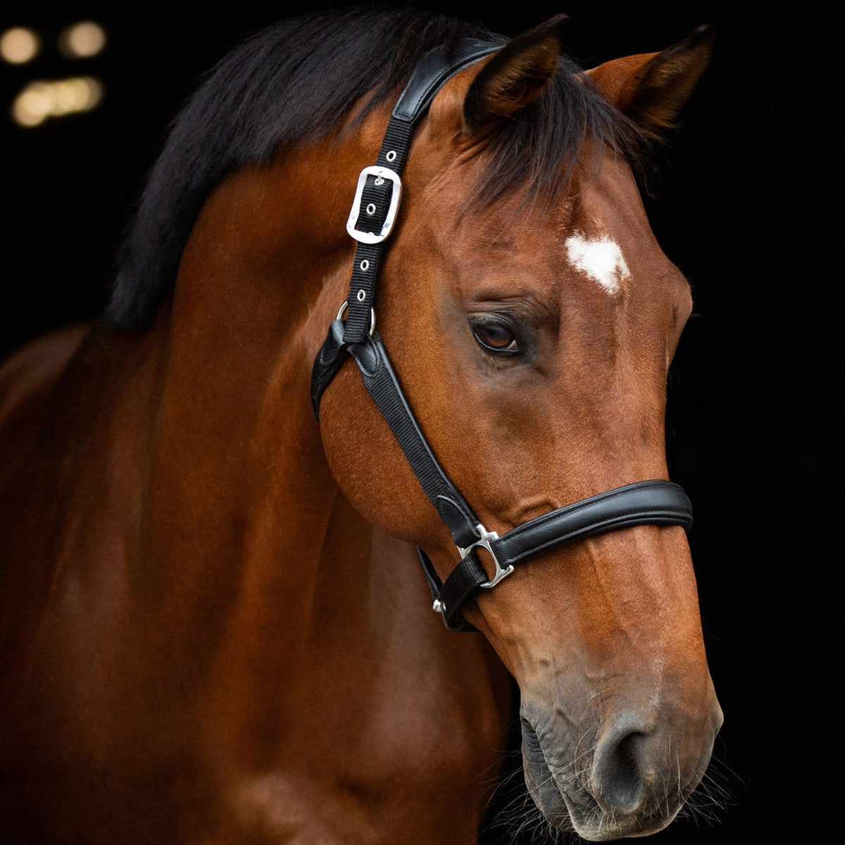 LeMieux Capella Headcollar Black lifestyle