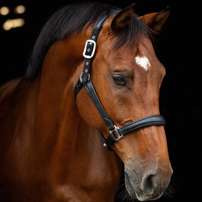 LeMieux Capella Headcollar Black lifestyle