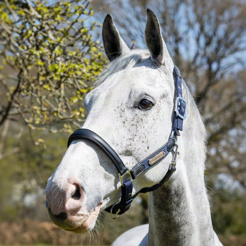 LeMieux Capella Headcollar Navy lifestyle