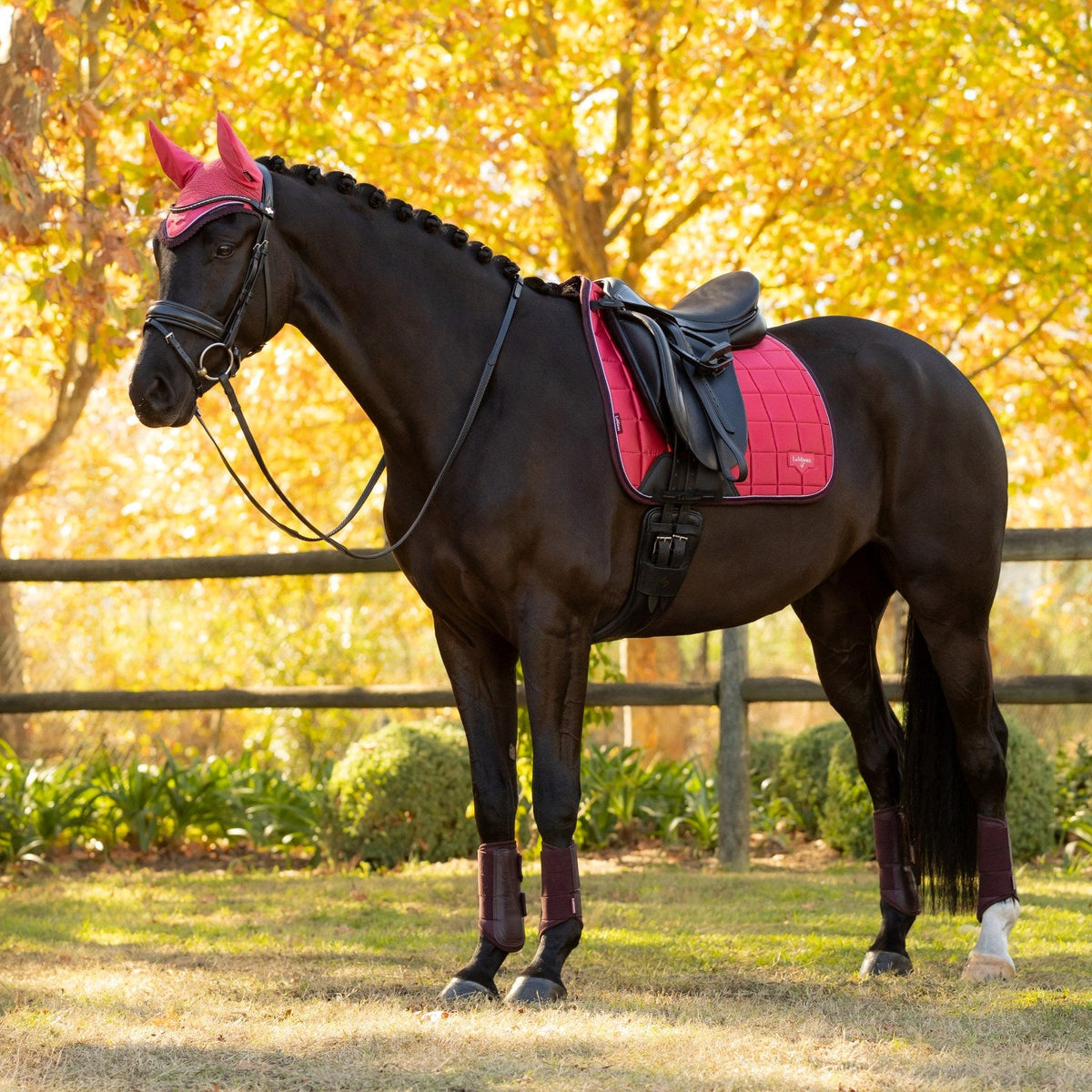 LeMieux Loire Classic Dressage Square Cranberry lifestyle