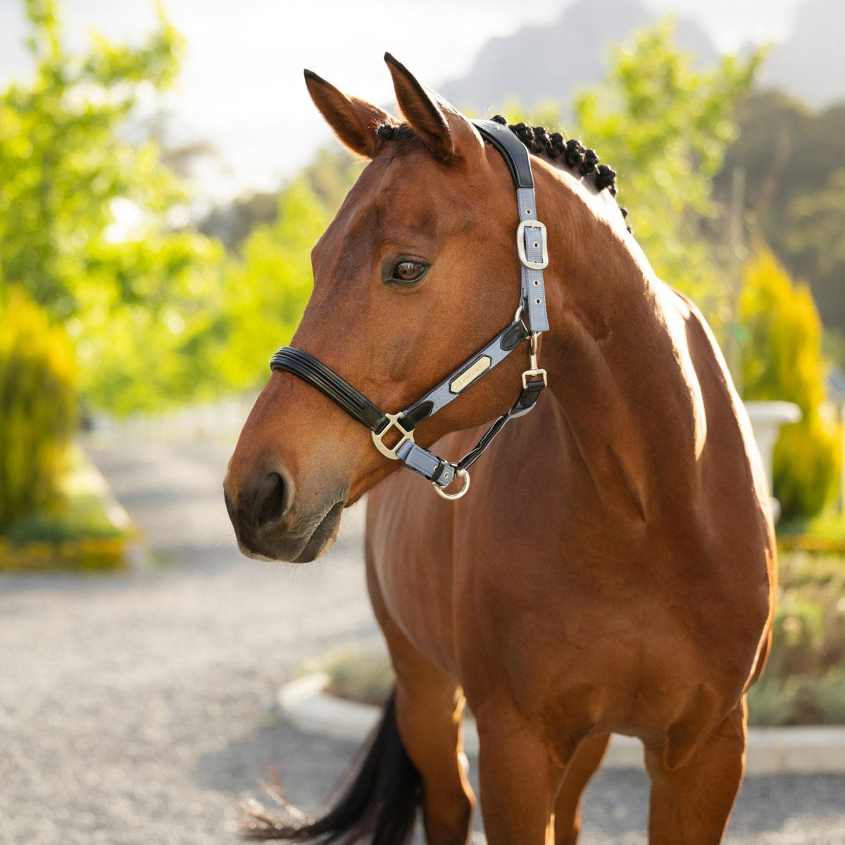 LeMieux Capella Headcollar Powder Blue lifestyle