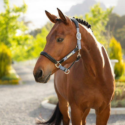 LeMieux Capella Headcollar Powder Blue lifestyle