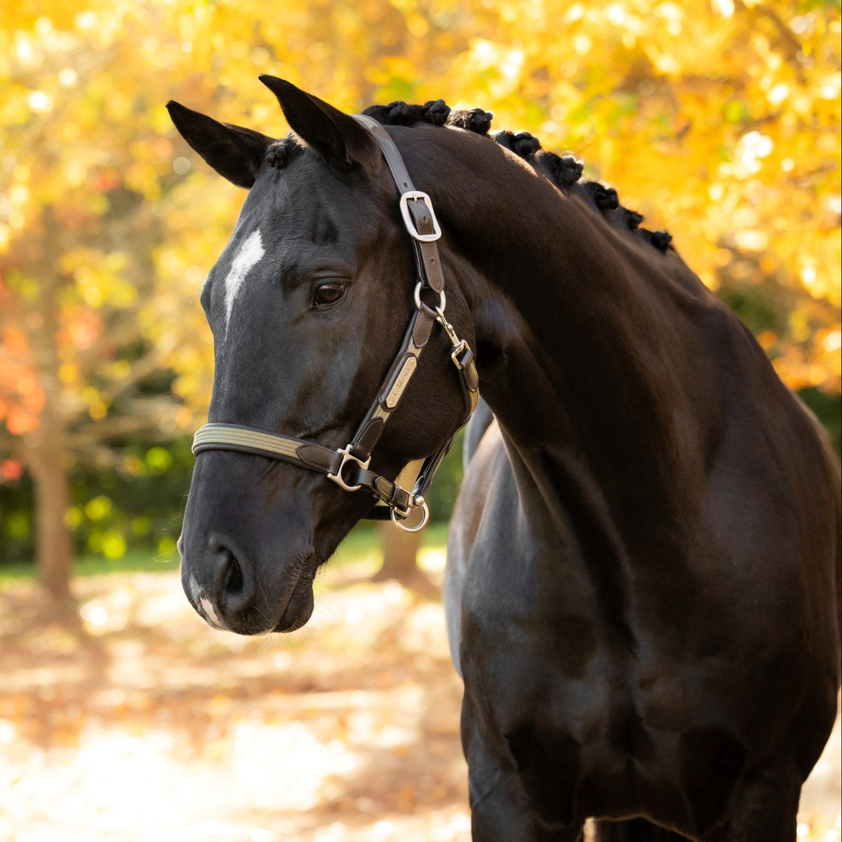LeMieux Capella Headcollar Willow Green lifestyle