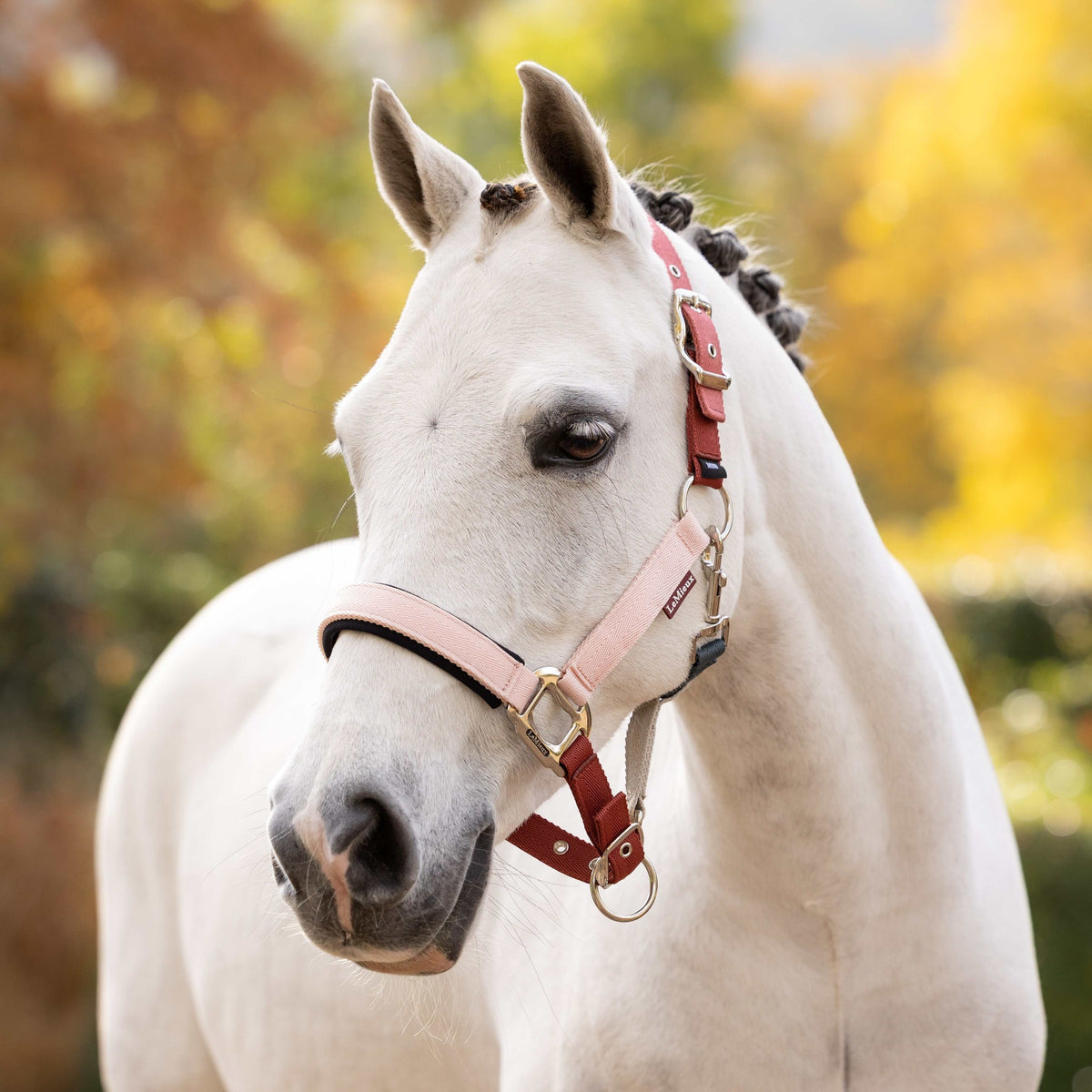 LeMieux Medley Headcollar Spiced Earth/Petal/Aloe lifestyle