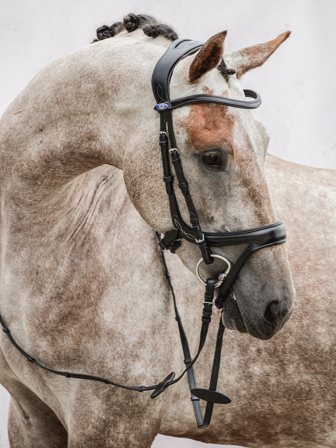 PS of Sweden Bridle Jump Off