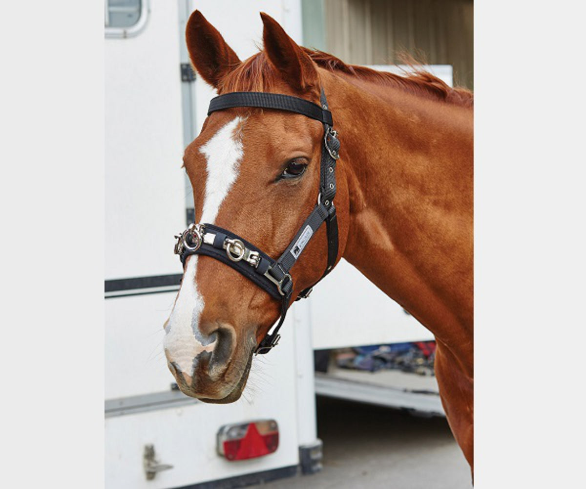 Kincade Coordinate Lunge Cavesson