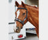 Kincade Coordinate Lunge Cavesson