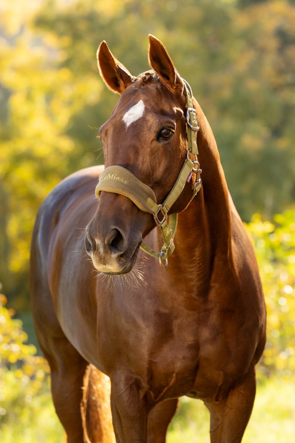 Horse wearing a LeMieux Vogue headcollar in Gooseberry