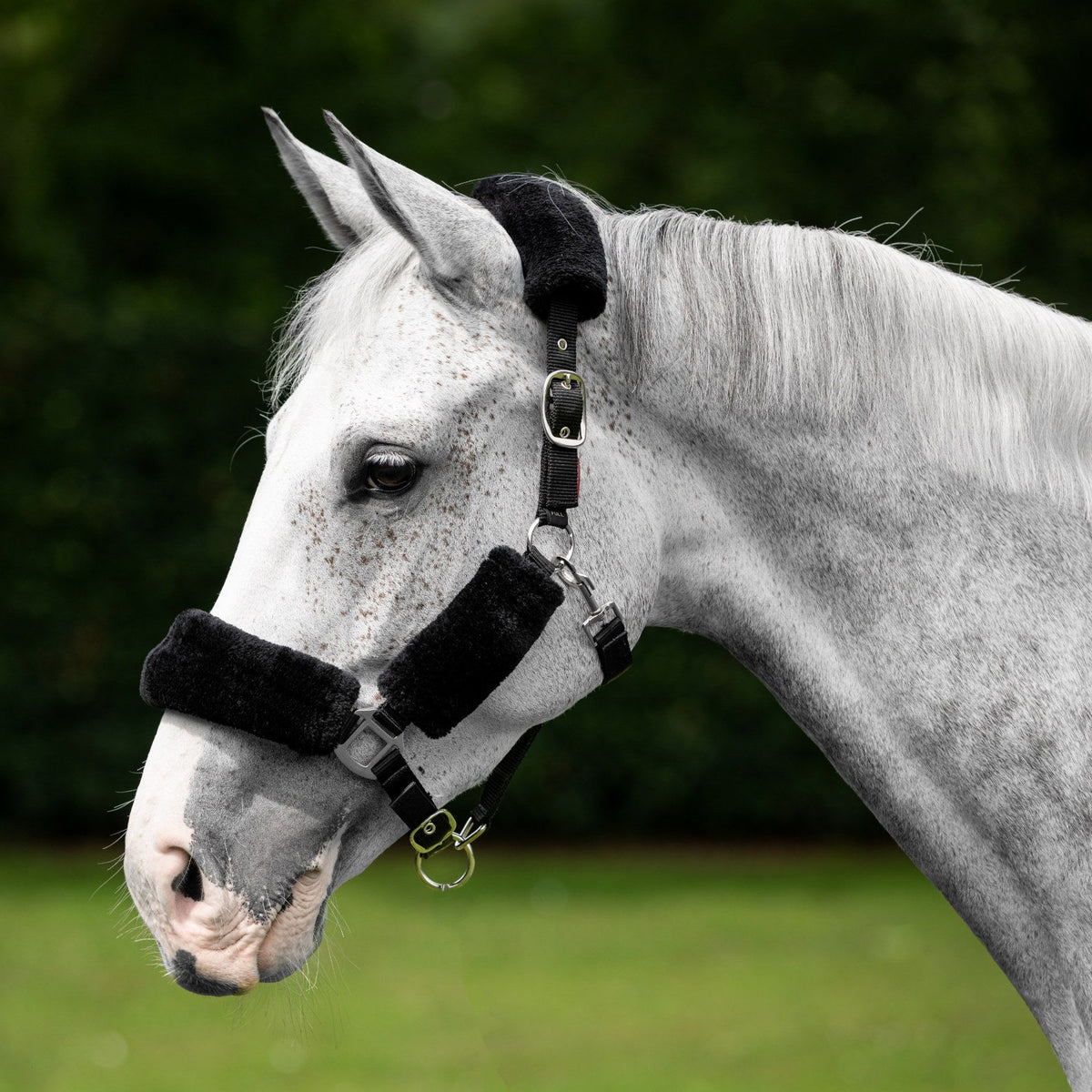 LeMieux Comfort Headcollar Black lifestyle