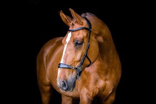 PS of Sweden Bridle Hackamore Sport