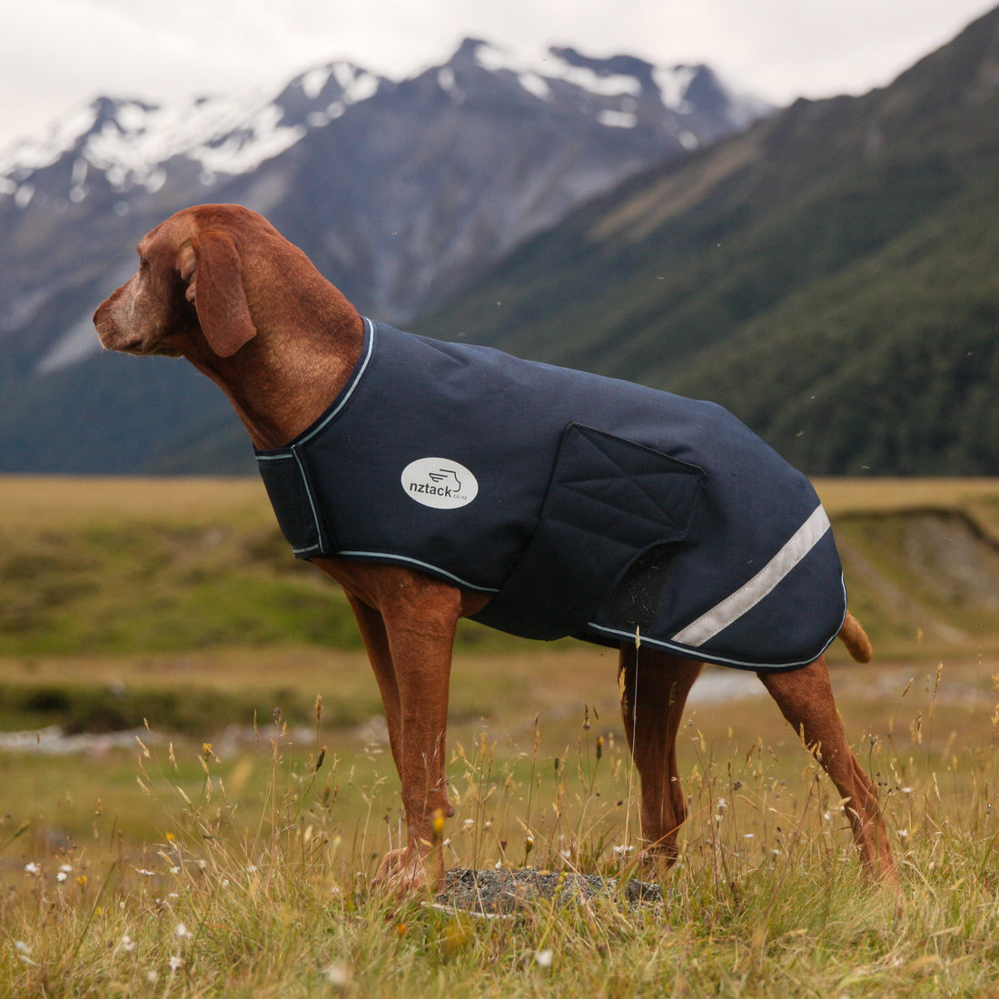 NZ Tack Buddy Dog Coat Navy - 2