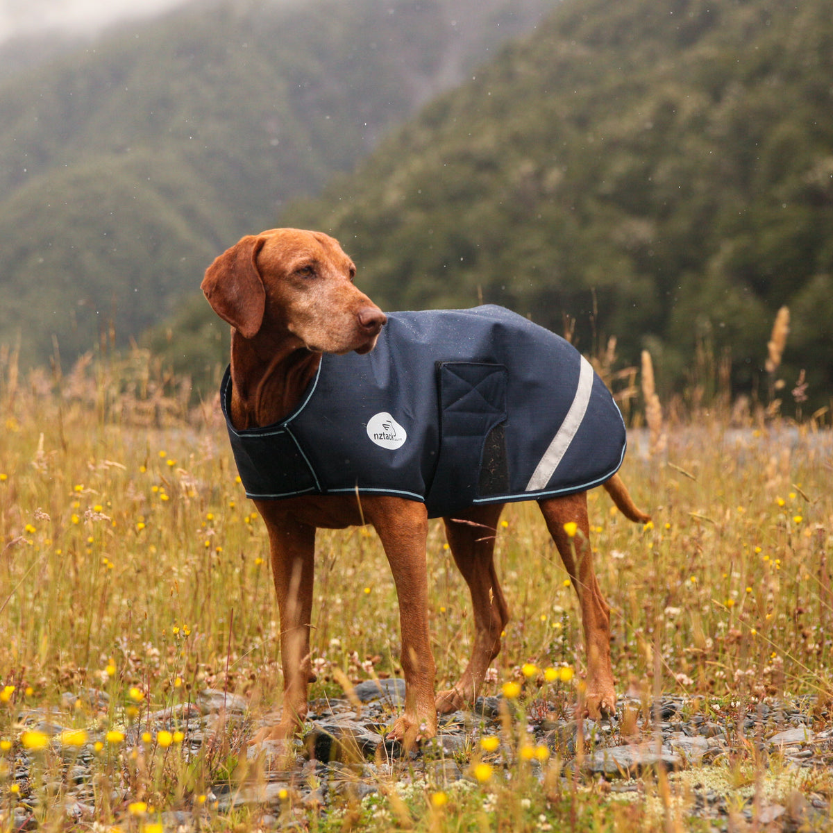 NZ Tack Buddy Dog Coat Navy