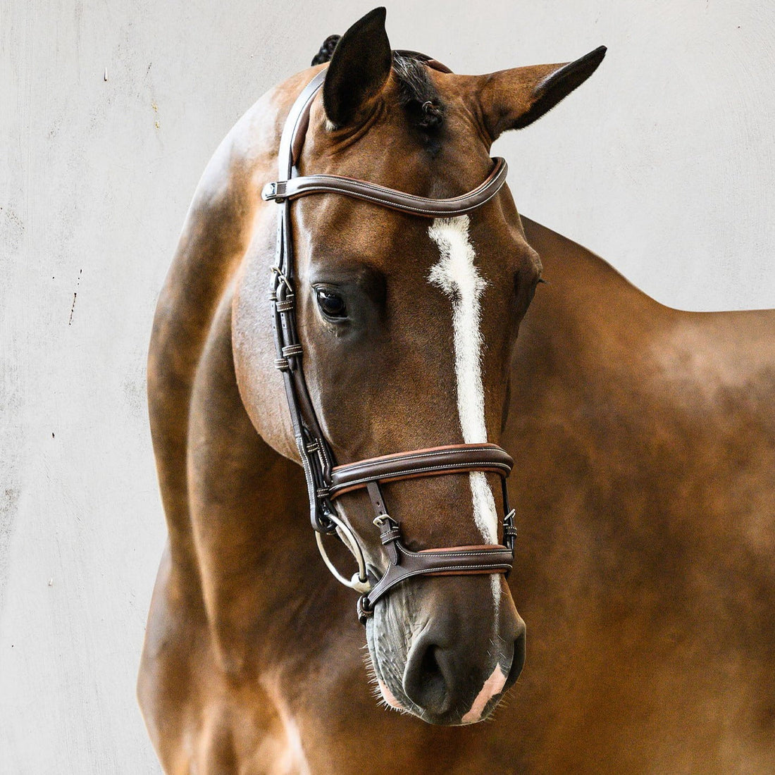 PS of Sweden Bridle Paris