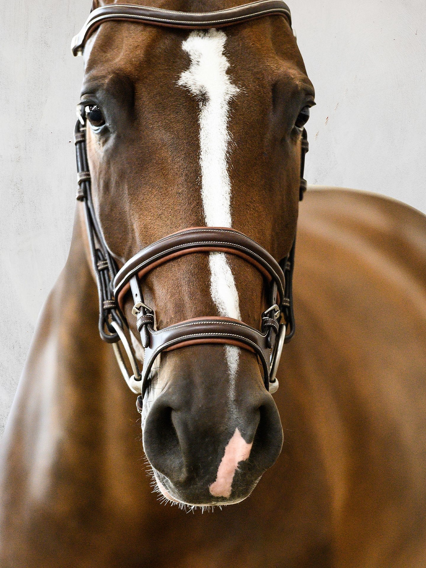 PS of Sweden Bridle Paris