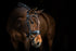 PS of Sweden Bridle GP - Black