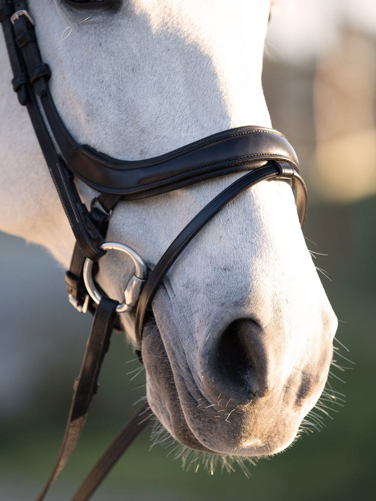 PS of Sweden Bridle Paladin - 5
