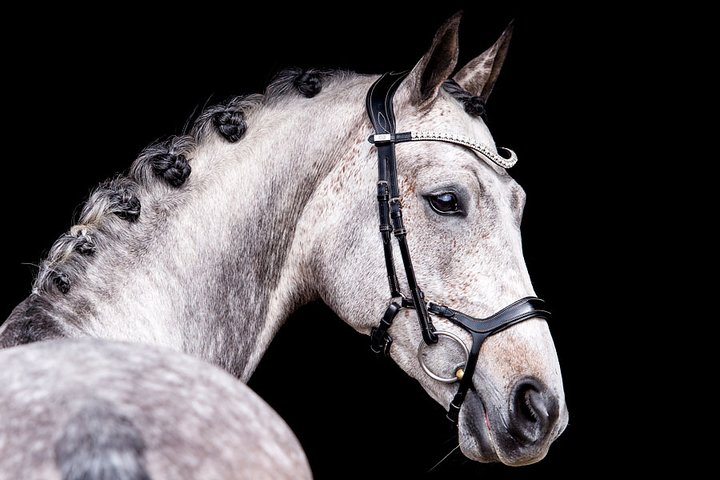 PS of Sweden Bridle Pioneer